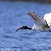 Ibis sacr