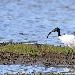 Ibis sacr