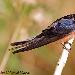 Hirondelle rustique
