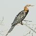 Anhinga d'Afrique