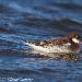 Phalarope à bec étroit