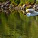 Aigrette garzette