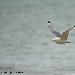 Mouette tridactyle