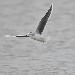 Mouette pygme