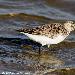 Bécasseau sanderling