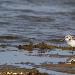 Bécasseau sanderling