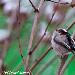 Mésange à longue queue