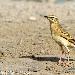 Pipit rousseline