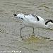 Avocette élégante