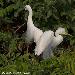 Aigrette intermdiaire