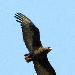 Bateleur des savanes