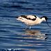 Avocette élégante