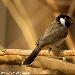 Bulbul  oreillons blancs