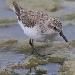 Bécasseau semipalmé