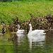 Cygne chanteur