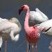Flamant nain