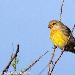 Serin des Canaries