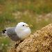 Mouette tridactyle