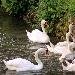 Cygne tubercul�