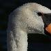 Cygne tubercul�