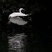Aigrette garzette