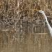 Grande Aigrette