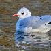 Mouette rieuse