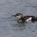 Guillemot à miroir