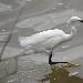 Aigrette garzette