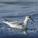 Phalarope à bec large