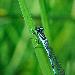 Agrion de Mercure