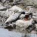 Canard souchet