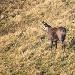Chamois des Alpes