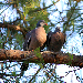 Pigeon ramier