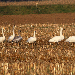 Cygne chanteur