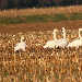 Cygne chanteur
