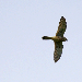 Faucon crécerelle