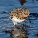 Bécasseau sanderling