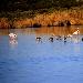 Flamant rose