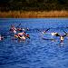 Flamant rose