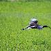 Ibis falcinelle