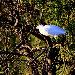 Aigrette garzette