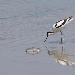 Avocette élégante