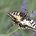 Machaon