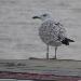 Goéland pontique