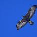 Aigle royal