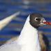 Mouette rieuse