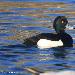 Fuligule morillon