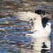 Mouette mlanocphale