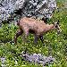 Chamois des Alpes